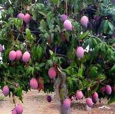 Miyazaki Mango Plant Manufacturer & Supplier in India